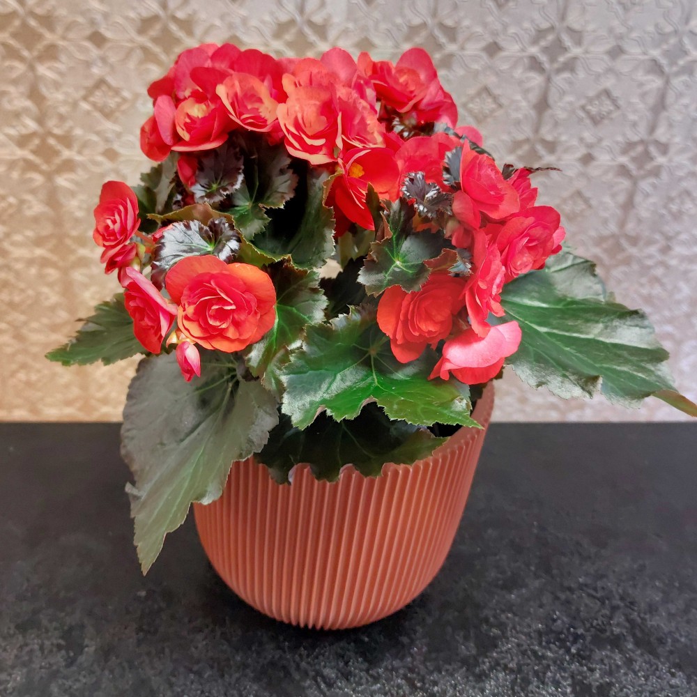 Begonia Plant